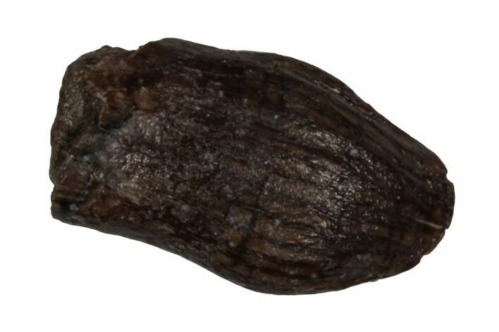 Cretaceous Fossil Dinosaur (Thescelosaurus) Tooth - Montana #356991